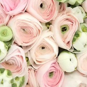 Meet your Posher, Louisa